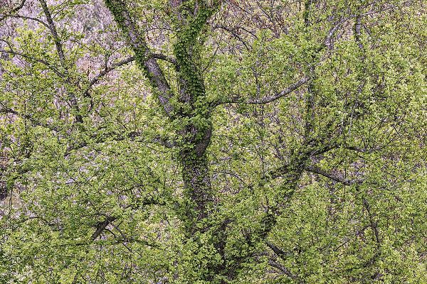 Jones, Adam 아티스트의 Pattern of spring leaves and tree branches-Cades Cove-Great Smoky Mountains National Park-Tennessee작품입니다.